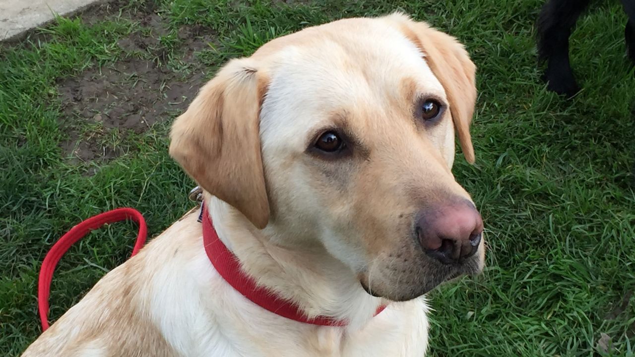 Kiwi, a yellow Labrador, is a former guide dog. She's a fantastic problem solver.  Any dog has a powerful sense of smell, but hunting dogs like Kiwi are more easily trained.