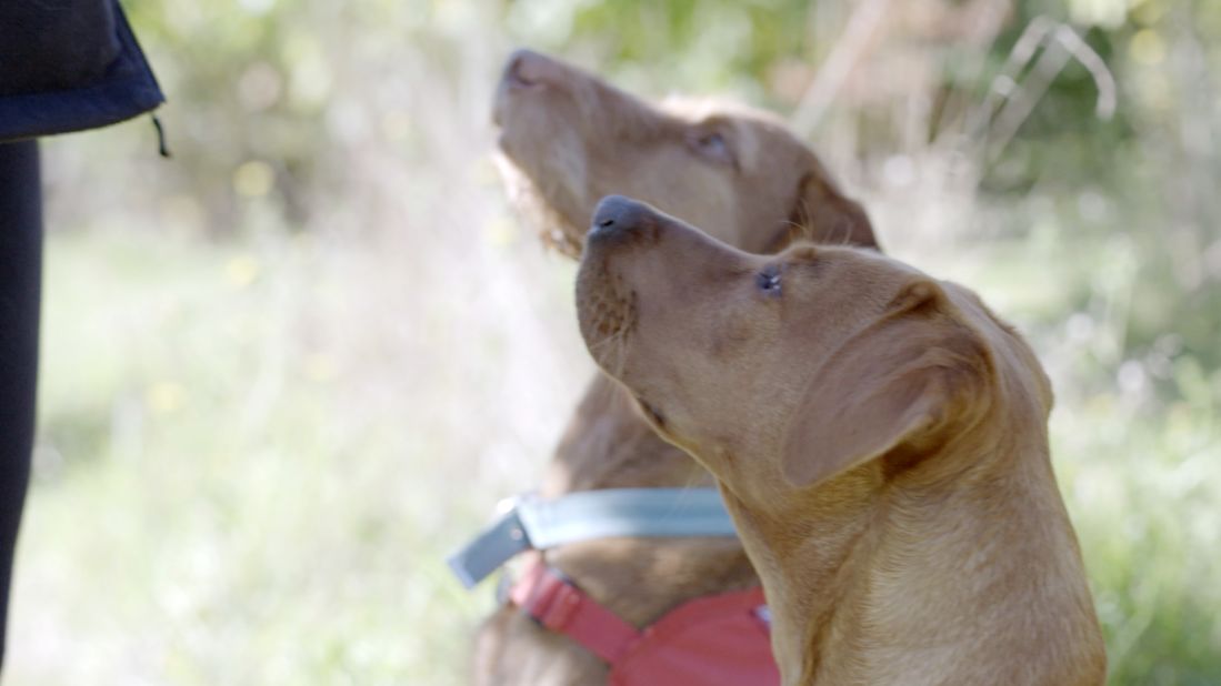 Fifteen-month-old Florin is young, but she's already showing promise detecting cancer. She's a fox red Labrador, just like her aunt, Daisy. She was bred with the hope that Daisy's cancer-sniffing DNA would run in the family. Behind her, Midas, a white-haired Hungarian vizsla, was initially trained to detect bed bugs. Now, she sniffs out cancer. Midas is a diva. She sits on Guest's chair when she isn't there, and bosses other dogs around.