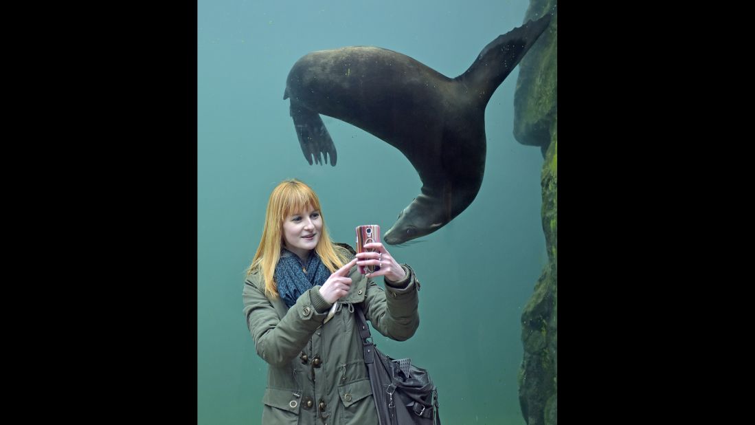 A woman snaps a selfie with a seal at the zoo in Gelsenkirchen, Germany, on Monday, January 26.