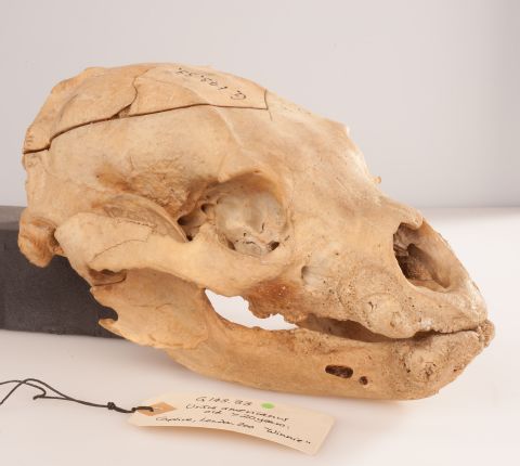 The skull of the bear which inspired children's books "Winnie-the-Pooh," has gone on public display for the first time, at the Royal College of Surgeon's Hunterian Museum, in London.