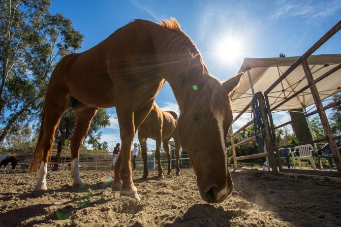 Most horses at the Ortega Center have been donated -- many are old show horses.