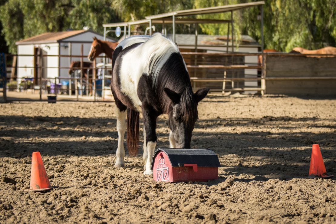 A horse nudges a prop at at the Ortega Center in San Juan Capistrano, California.