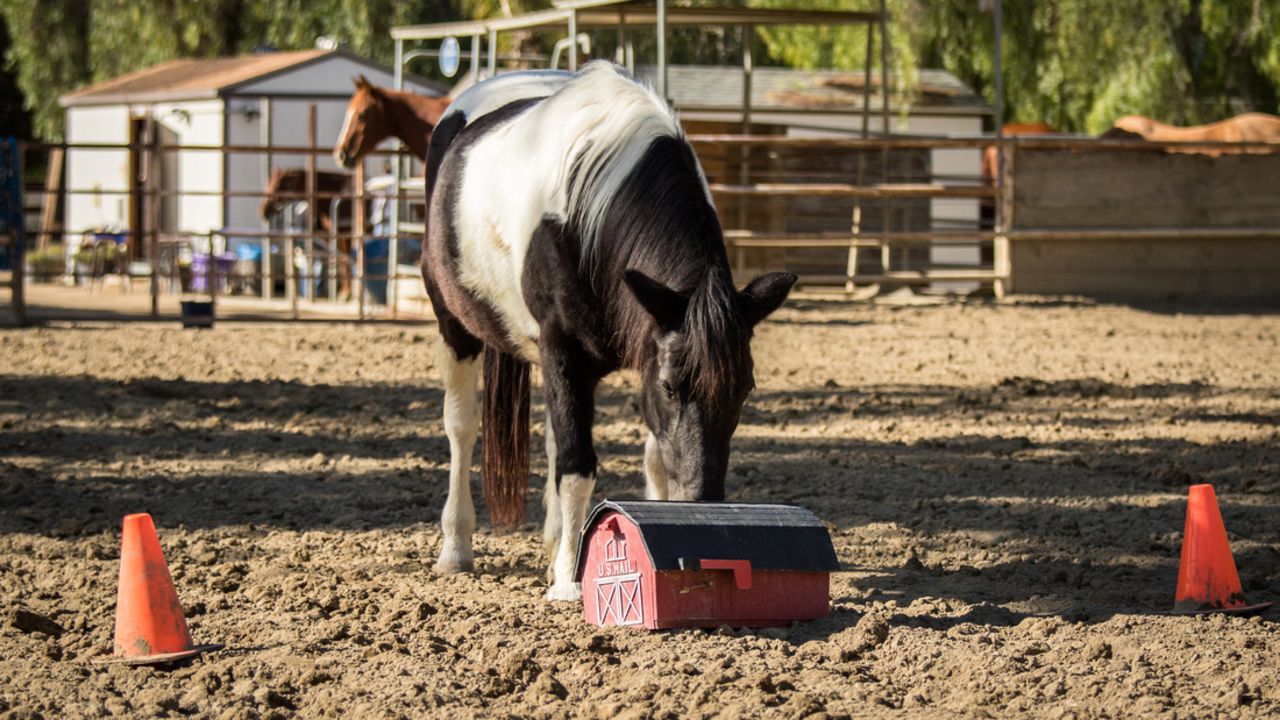 A horse nudges a prop at at the Ortega Center in San Juan Capistrano, California.