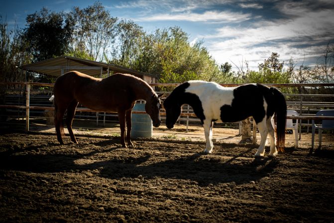 "You see how horses interact with each other and it's similar to how people interact with each other," says May. "They're non-judgmental and don't take things personally."