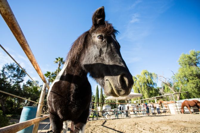 Animals such as horses have long been used in therapy.  