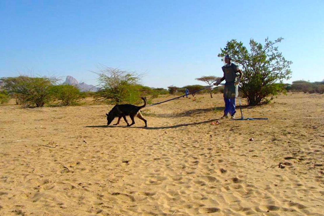 A dog being used in the operation to clear Girgir of landmines 