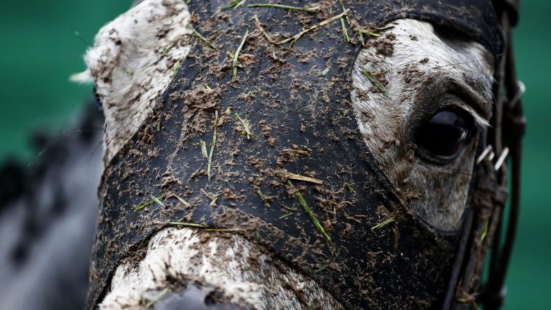 Mud is caked on a horse at the Chepstow Racecourse in Chepstow, Wales, on Wednesday, November 18.
