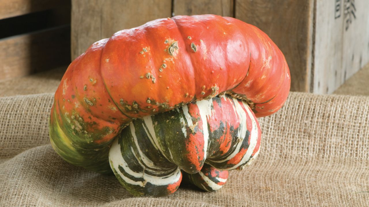 These buttercup-type squash grow up to 5 pounds on average. The insides of this heirloom squash can be roasted and has a nutty sweet flavor.  