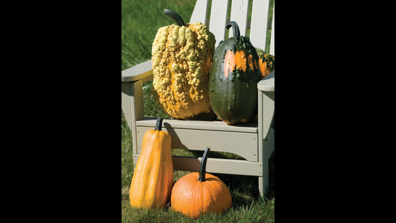 Lunch Lady gourds grow from 5 to 20 pounds and have hard skins covered in warts. They come in a variety of colors. Despite the name, they are not for your menu, they are decorative.