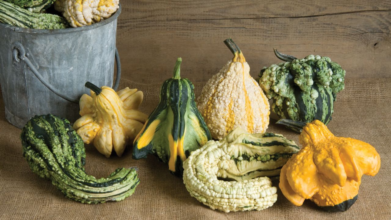 Gremlin gourds come in a variety of bright colors, some are speckled, some striped, and range in a variety of shapes for your decorations.