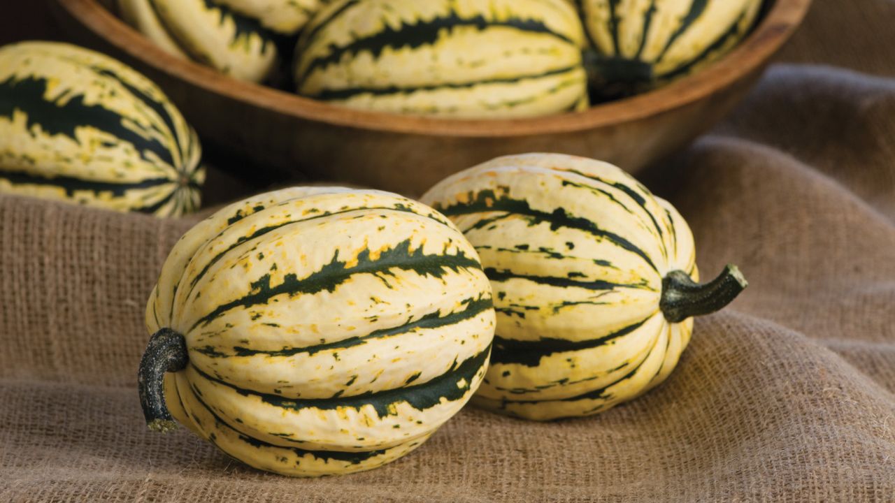 The Jester Acorn Squash is great for your fall menu. It's sweetness isn't overpowering and it's great for stuffing and roasting.
