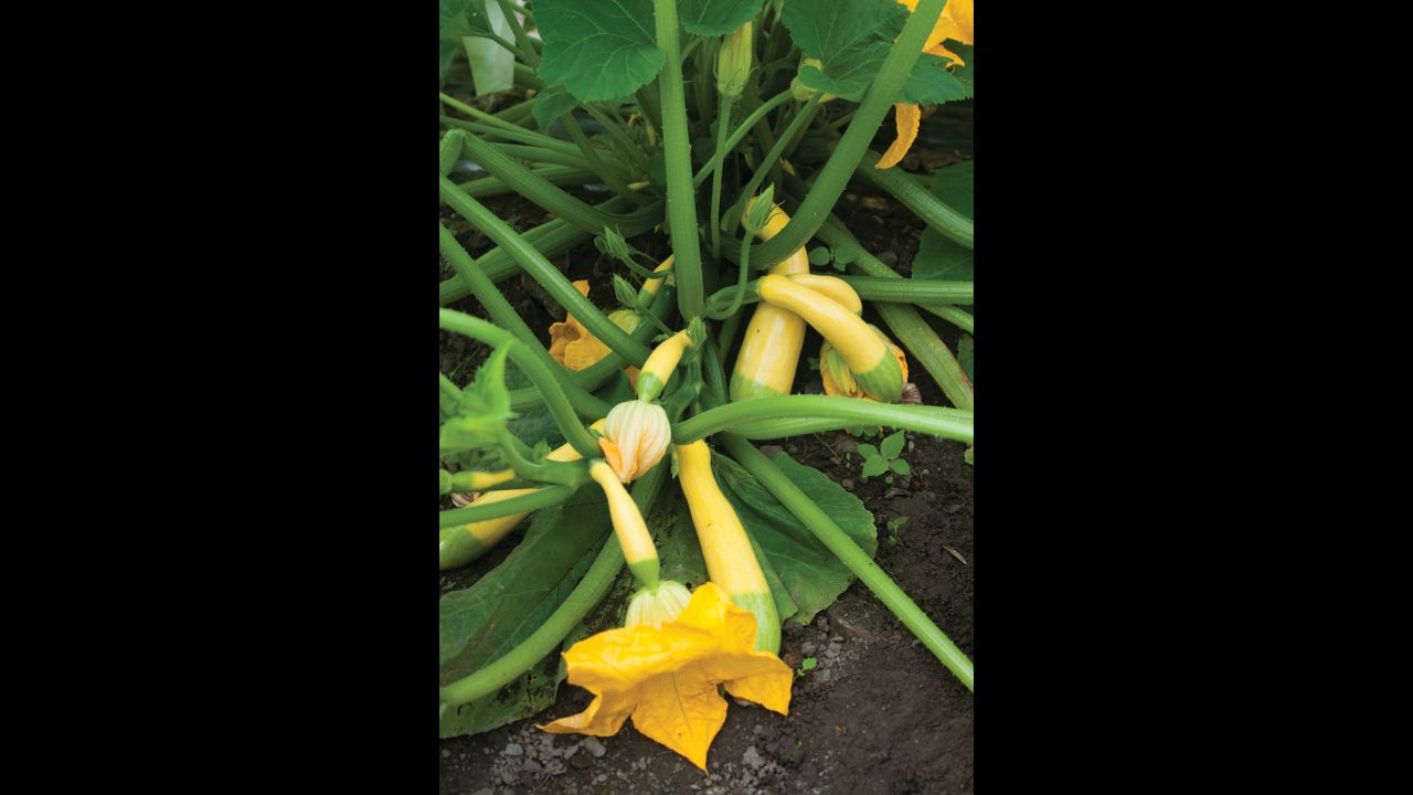 These slender yellow fruit with white stripes grow up to 6 inches. The nutty flavor and firm texture make them great for crudite trays and salads.