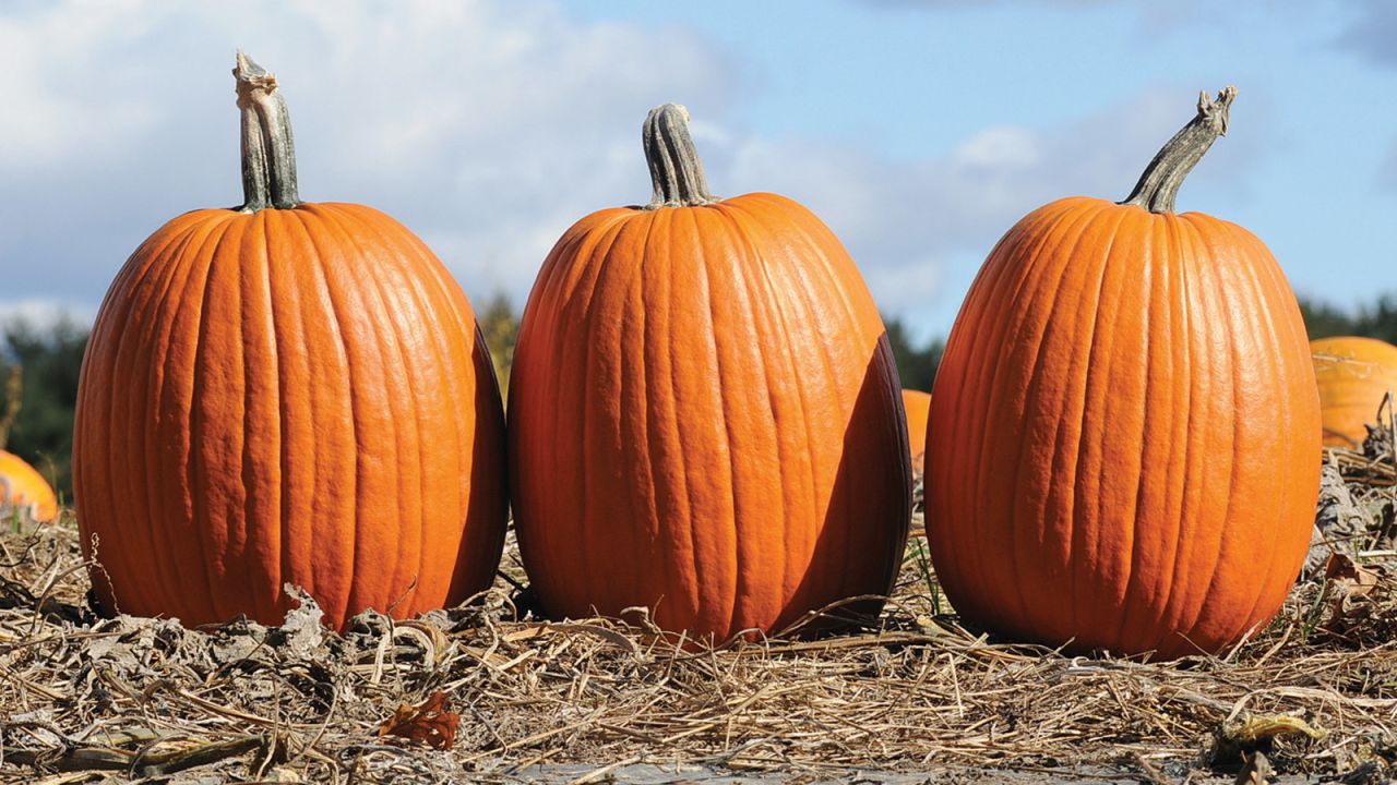 This big jack-o-lantern can grow more than 30 pounds. It's great for carving and for pumpkin pie. Roast the seeds or use them as a great nutty element for baking.