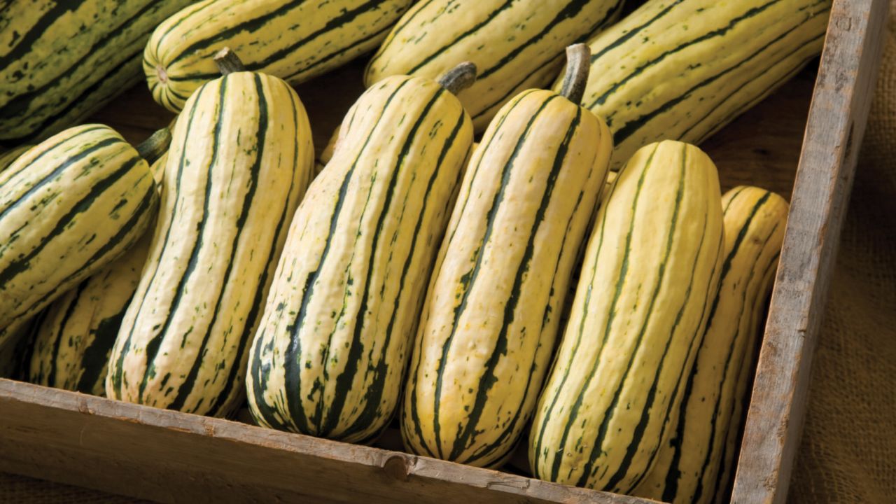 The delicata squash tastes sweet and rich and is a filling alternative to carbs.  This winter squash is great for roasting and for soups and with its thinner skin you can eat it. They are rich in beta carotene, which is good to boost your immune system, especially in winter