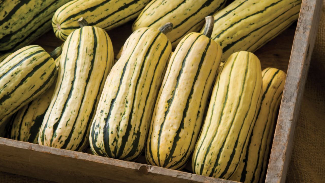 The delicata squash tastes sweet and rich and is a filling alternative to carbs. This winter squash is great for roasting and for soups and with its thinner skin you can eat it. They are rich in beta carotene, which is good to boost your immune system, especially in winter