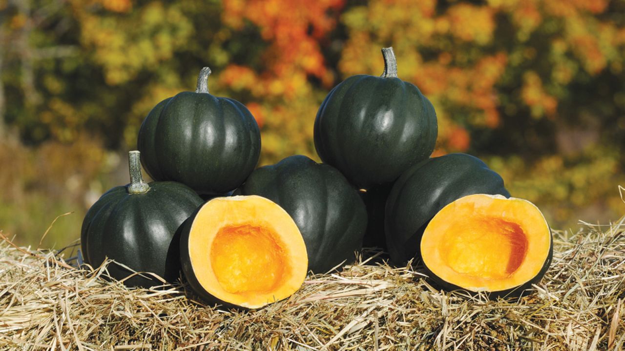 This deliciously starchy and sweet squash is on the smaller size. <a href="http://biolsci.unh.edu/faculty/loy" target="_blank" target="_blank">Brent Loy</a> at the University of New Hampshire created it and was an All-American award winner for 2009. The seeds and fruit are great for roasting.