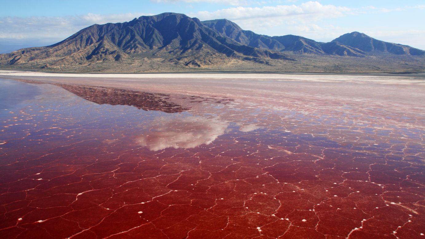 Lake Natron along the Great Rift Valley in Tanzania is extremely salty, hot and inhospitable to most plants and animals. However, flamingos and other wetland birds thrive here alongside a species of alkaline tilapia and the salt-loving microorganisms that give the water an otherworldly red hue.