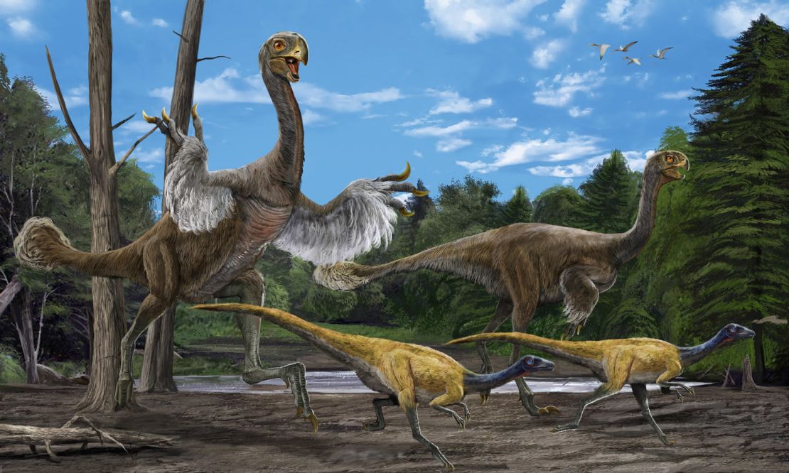 Zhao Chuang's illustration of the gigantoraptor.