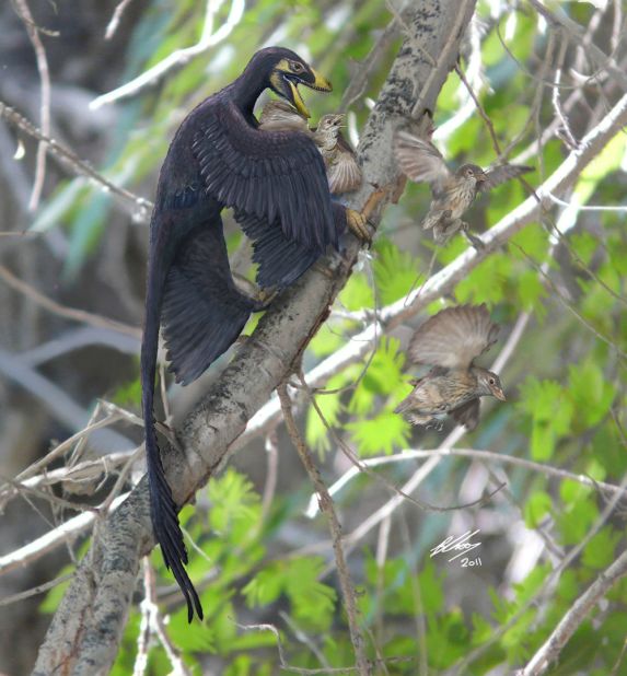 Xu announced the discovery of the four-winged microraptor in 2003 although scientists believe it glided rather than flew -- shedding light on how birds' ancestors learned to fly.  