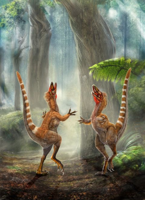 Revealed in 1996, this was the very first feathered fossil to be unearthed and offered the first evidence that birds are descended from dinosaurs.  