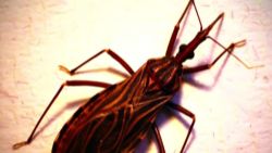 kissing bug Chagas united states pkg_00013319.jpg