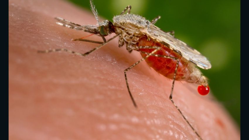 malaria mosquito Anopheles stephensi