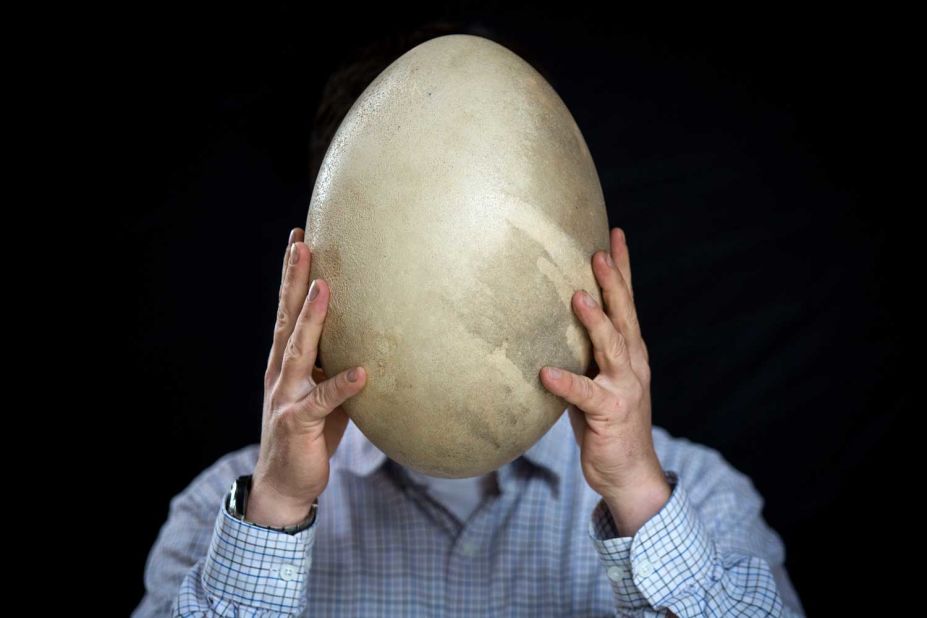 An elephant bird egg -- one of the biggest bird eggs in history -- will also be auctioned.