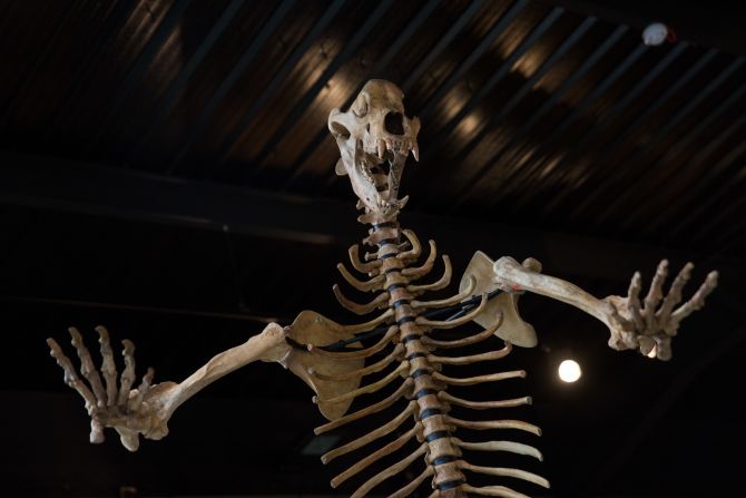 An Ice Age cave bear from the Carpathian mountains in Romania and around eight feet high.