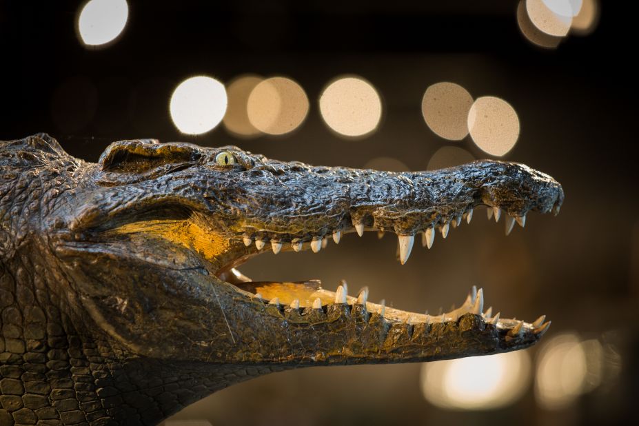 The head of a full crocodile also goes under the hammer.