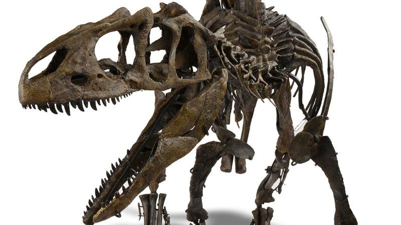 For sale: one teen dinosaur | cnn