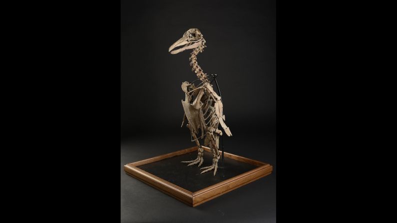 A rare penguin fossil weas found in South America and believed to date from the Miocene, around 20 million years ago.
