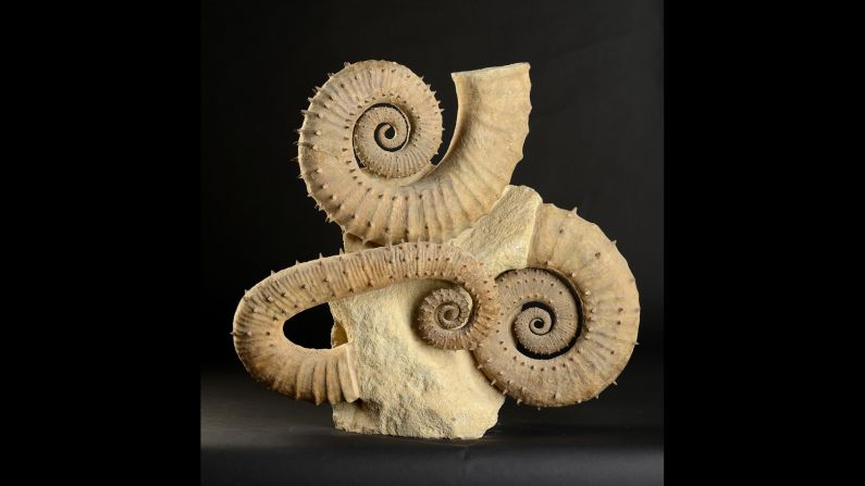 A large rare spiny ammonite group.