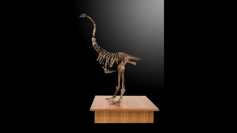 Bizzare bones Teen dinosaur for sale CNN