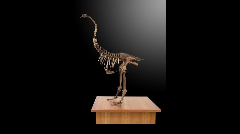 A skeleton of a Moa is also on sale. The now extinct flightless birds were native to New Zealand. 