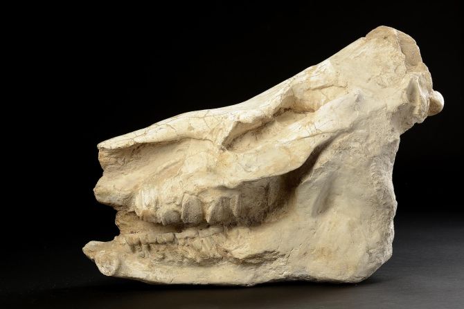 This woolly rhino skull (caementodon tongzinensis) measures just under two feet long and was found in China. It is up to 20 million years old.