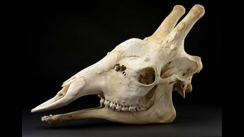 A large giraffe skull dating from the early 20th century. 