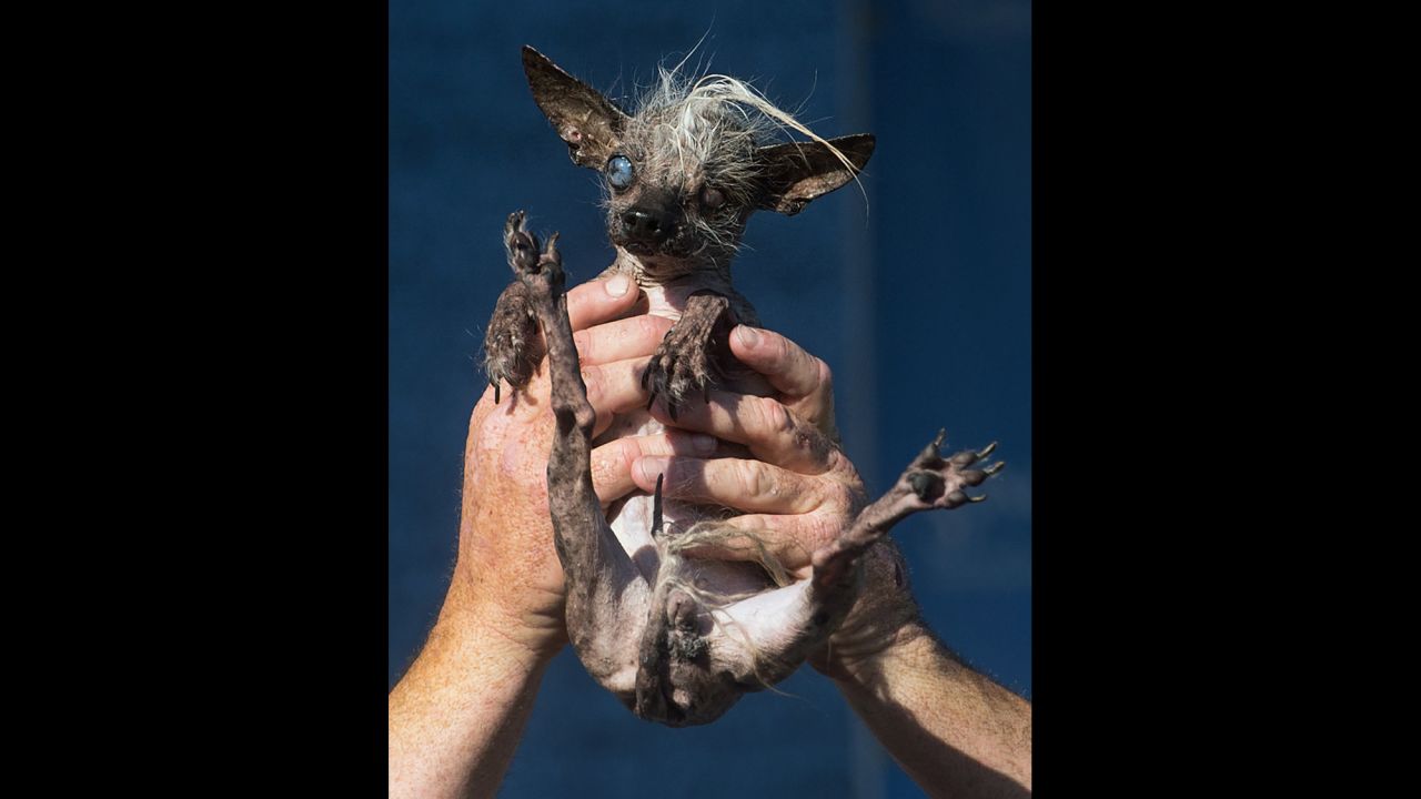 <strong>June 26:</strong> Sweepee Rambo, a 16-year-old Chinese Crested dog, competes in the <a href="http://www.cnn.com/2015/06/27/living/gallery/ugliest-dog-competition/index.html" target="_blank">World's Ugliest Dog Contest</a> in Petaluma, California. She finished as runner-up.
