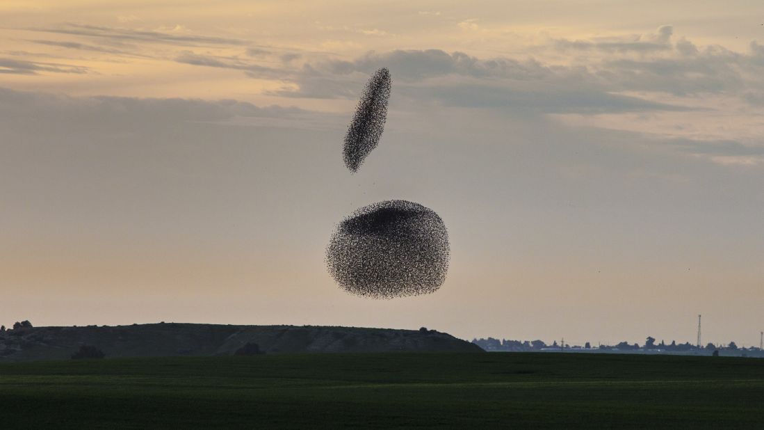 <strong>February 2:</strong> Starlings fly together before sunset in Rahat, Israel.