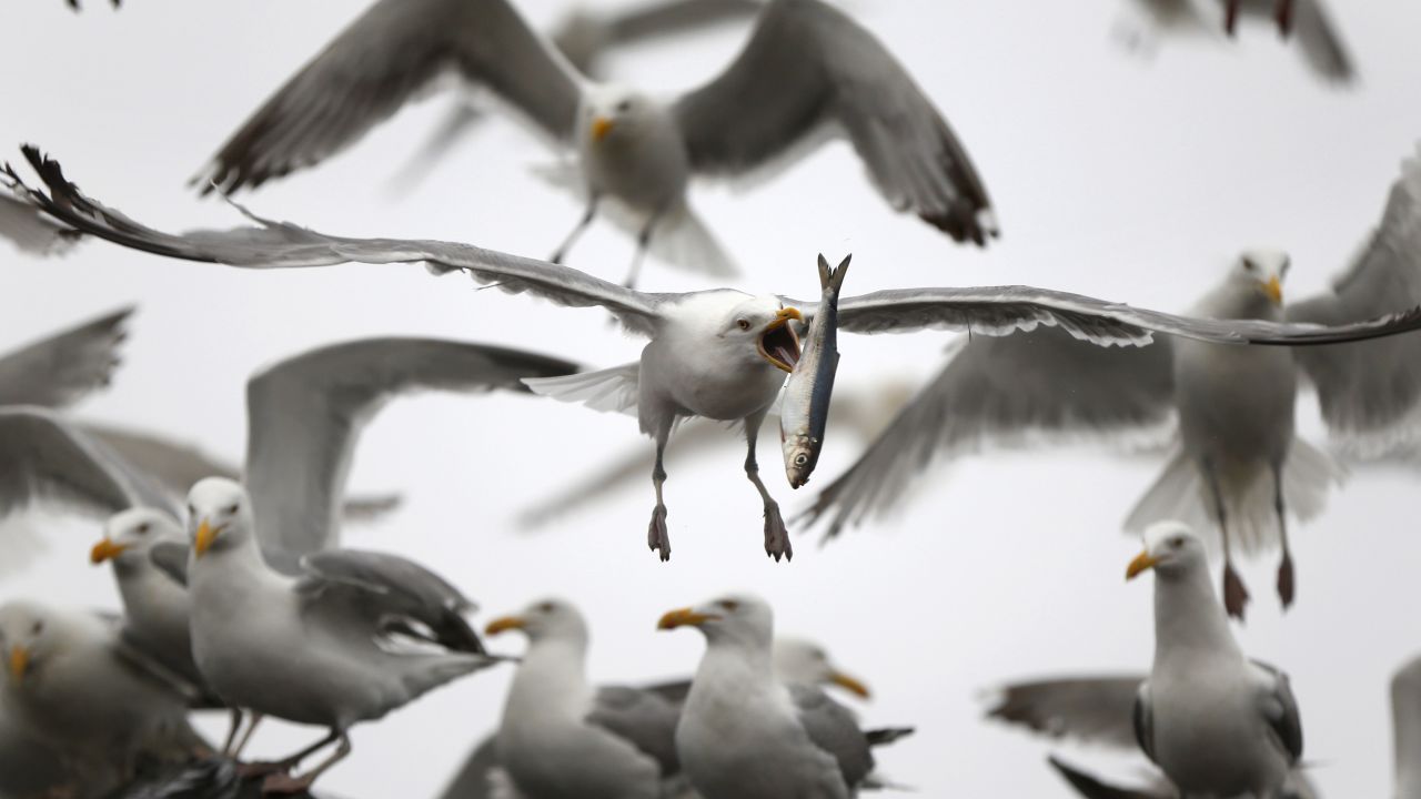 <strong>July 8:</strong> A gull flips a herring in order to swallow it whole in Rockland, Maine. The gull had just taken the fish from a delivery truck.