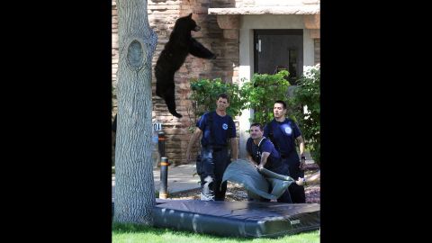 <strong>July 10:</strong> A bear falls from a tree after being hit with a tranquilizer dart by wildlife officers in Boulder, Colorado. The bear didn't appear to be injured in the fall, <a href="http://www.dailycamera.com/news/boulder/ci_28462275/bear-takes-up-residence-tree-cu-boulder-campus" target="_blank" target="_blank">rangers told the Boulder Daily Camera.</a> He had to be relocated because he was in the middle of campus at the University of Colorado.