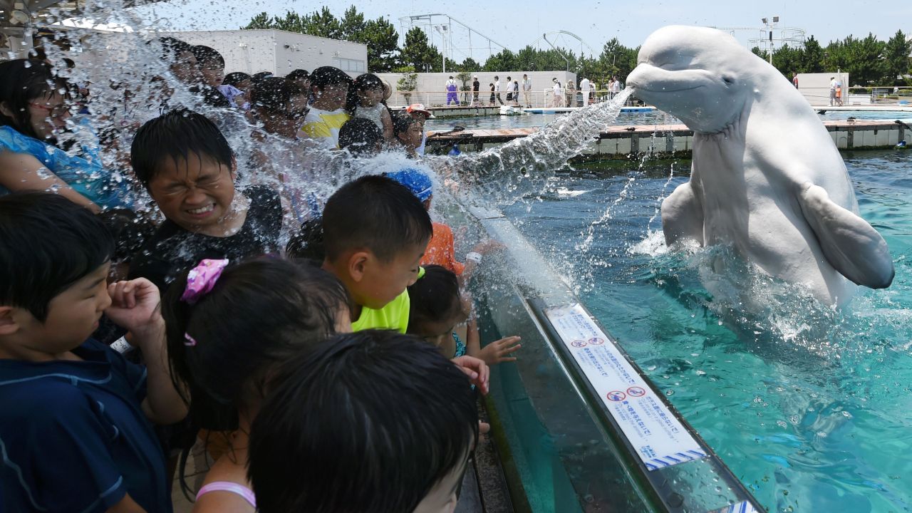 <strong>July 20:</strong> A beluga whale sprays water toward young visitors at Hakkeijima Sea Paradise, an amusement park in Yokohama, Japan.