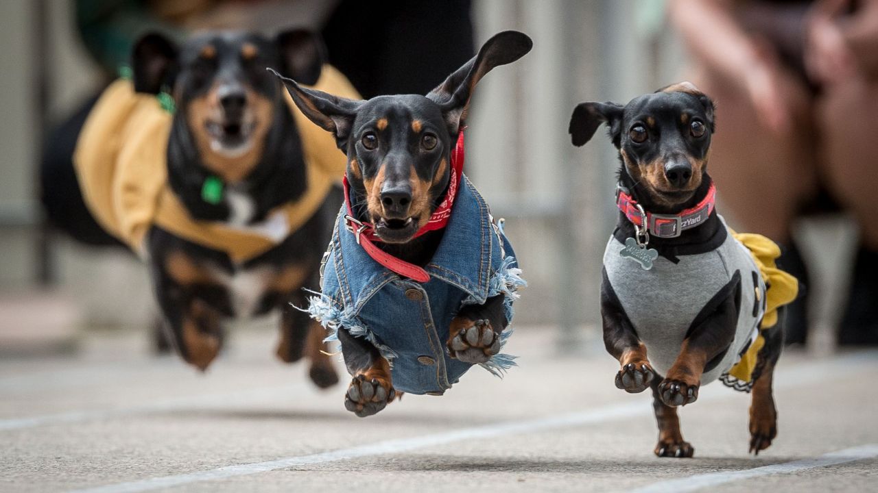 <strong>August 26:</strong> Dachshunds race at an Oktoberfest celebration in Melbourne.