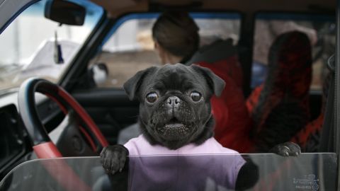 <strong>March 3:</strong> A dog looks out of a car at an army checkpoint near Kurakhove, Ukraine.