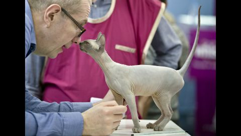 <strong>April 26:</strong> A Sphynx cat touches noses with a judge during a feline beauty competition in Bucharest, Romania.