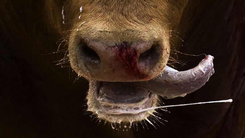 <strong>May 1:</strong> A bull reacts after a bullﬁghter nailed a "banderilla" on his back during a bullﬁght in Madrid. Bullﬁghting is a traditional spectacle in Spain, and the season runs from March to October.