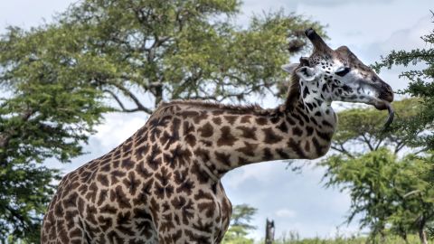 <strong>May 4:</strong> A giraffe with a broken neck is photographed during a safari in the Serengeti region of Africa. A guide told South African photographer Mark Drysdale  that the giraffe hurt his neck fighting with another giraffe. Despite the injury, the animal has survived for at least five years.