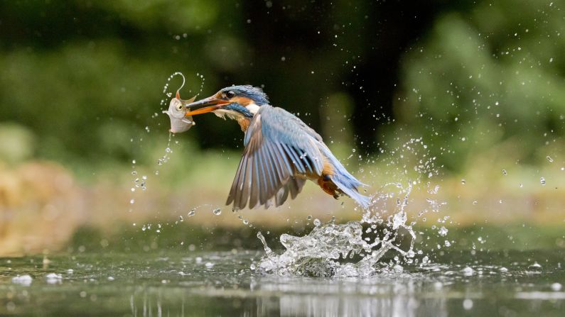 <strong>May 10:</strong> A common kingfisher plucks a fish in the English county of Suffolk.