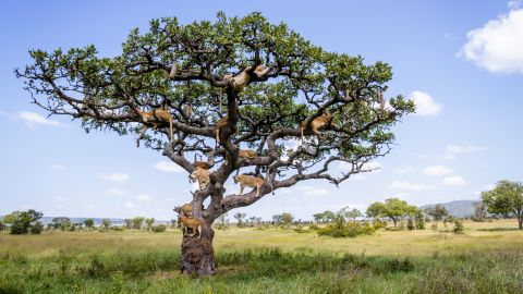 <strong>May 24:</strong> Lions nap in a tree in Tanzania. Photographer Bobby-Jo Clow said the animals were trying to escape flies in the long grass.