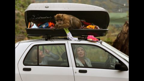 <strong>October 8:</strong> People sit in their car as a Barbary macaque rummages through their unlocked luggage compartment in Scotland's Blair Drummond Safari Park.
