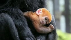 rare orange baby monkey langur sydney australia taronga zoo pkg _00000601.jpg